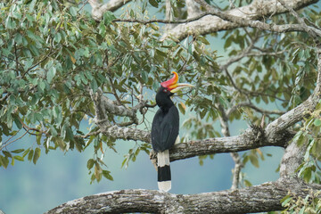 Rhinoceros hornbill (Buceros rhinoceros) on branch. Bird watching in natural habitats in the forest.