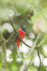 Red-naped Trogon (Harpactes kasumba) perch on branch. Bird watching in natural habitats in the forest.