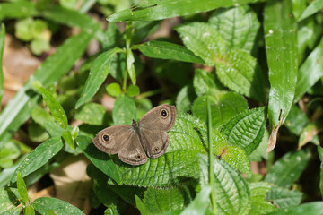 brown Butterfly perch on a leaf watching in natural habitats in the forest.