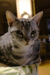 A sharp house cat on a winter night