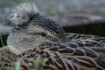 Closeup of a wild duck resting in the grass in the park