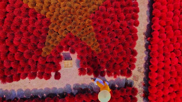 Aerial view of red and yellow incense sticks arranged in a pattern, creating a vibrant tapestry of colors and textures, inciense town, Hanoi, Vietnam.