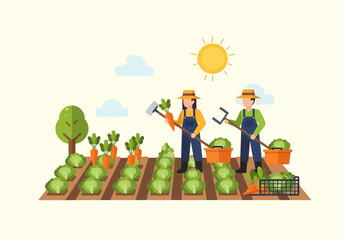 Two farmers harvesting carrots and cabbages under a bright sun