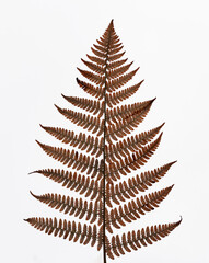 Herbstliches Farnblatt