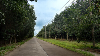 Asphalt road leading to the destination ahead. Two side with rubber trees forest and green grass. with electric pole with cable. Under blue sky and white clouds. Rural agricultural areas.