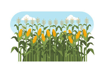 Illustration of tall green corn stalks heavy with mature yellow ears under a pale blue sky