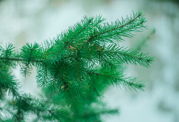 A branch of green pine in autumn on a blurred background.