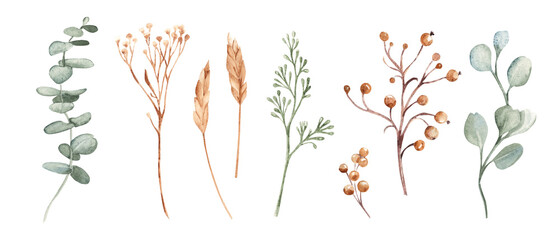 Watercolor winter botanical set with eucalyptus, dried grass, yellow Tansy, wild berries and Spikelets of Wheat, branches. Hand painted isolated elements perfect for Christmas design, wedding decor