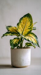 A vibrant potted plant showcasing lush green and yellow leaves, perfect for adding a touch of nature to any interior decor or garden setting, enhancing ambiance and style.