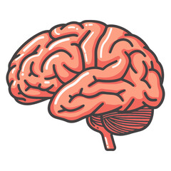 Human brain illustration representing mind intelligence thought and memory.