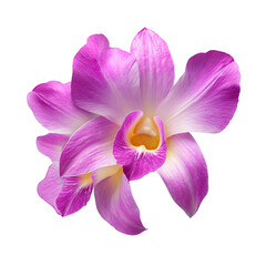pink orchid flower cutout as a single elegant bloom, with the pink orchid creating a soft botanical focal point, offering a premium floral isolated PNG for luxury branding, spa and wedding design