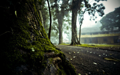 View of moss-covered tree roots in sharp contrast to the blurred asphalt road and distant buildings shrouded in mist, Aburi, Eastern Region, Ghana.