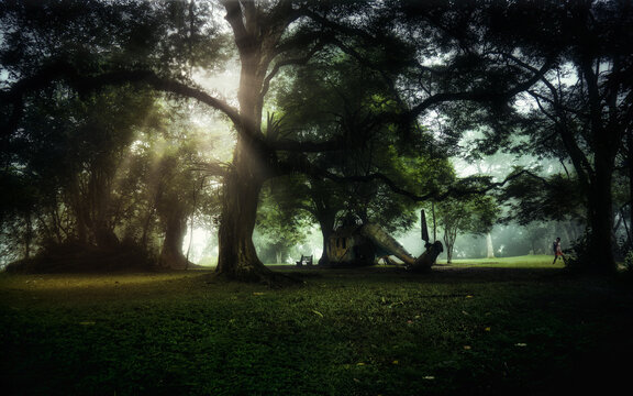 View of sunbeams filtering through the canopy of towering trees, casting shadows on the green lawn in the park, creating a tranquil scene, Aburi, Eastern Region, Ghana.