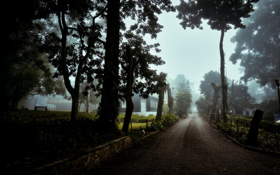 View of a path cutting through a canopy of trees, their dark silhouettes contrasting with the misty sky, creating an eerie yet serene atmosphere, Aburi, Eastern Region, Ghana.
