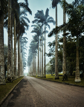 View of towering palm trees lining a long road disappearing into the misty distance, their textured bark contrasting with the smooth asphalt, Aburi, Eastern Region, Ghana.