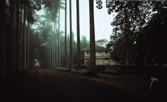View of a mysterious, tree-lined road leading to a building shrouded in mist, the tall trees creating a striking contrast against the muted sky, Aburi, Eastern Region, Ghana.