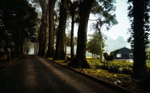 View of a dark road cutting through a forest with large trees, leading to a building in the distance, shrouded in mist, Aburi, Eastern Region, Ghana.