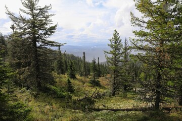 taiga is a wild, desolate mountainous area