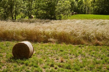 A hay bale in a field in Entracque, Cuneo, Piedmont, Italy
