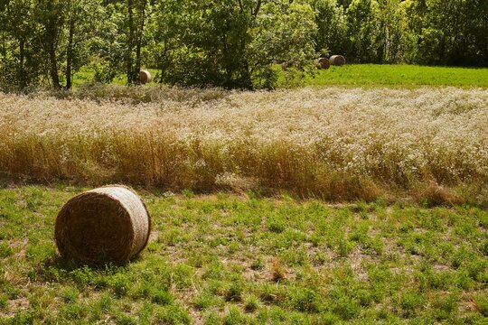 A hay bale in a field in Entracque, Cuneo, Piedmont, Italy