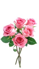 A close-up view of five pastel pink flowers with green leaves on transparent stems against a stark white background