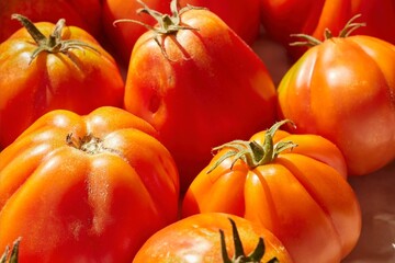 Fresh, whole, oxheart tomatoes.