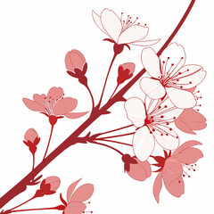 Delicate pink cherry blossom flowers and buds on a dark red branch against a white background
