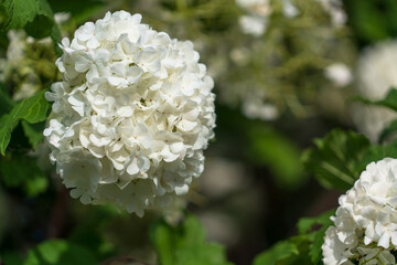 Blooming ornamental shrub of Viburnum vulgaris 