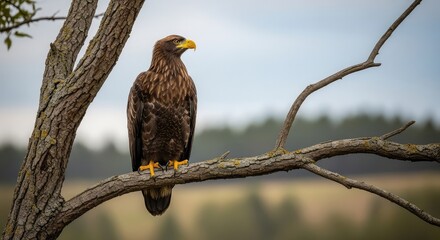 red tailed hawk perched