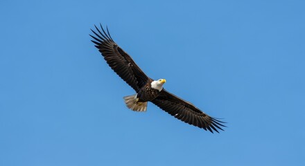 Fototapeta premium american bald eagle