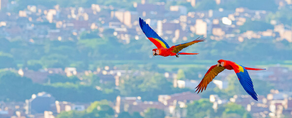 Front view of 2 wild flying macaws above the city of Medellin in the background. Tourism in medellin.
