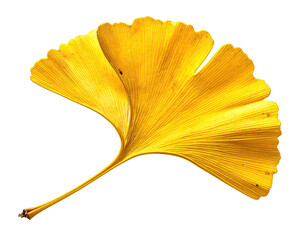 Isolated, vibrant yellow ginkgo biloba leaf, showcasing delicate veins against a solid black backdrop