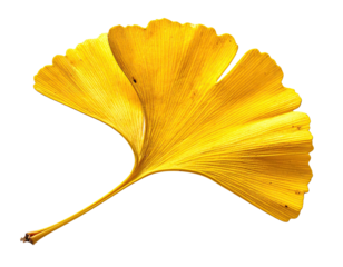 Isolated, vibrant yellow ginkgo biloba leaf, showcasing delicate veins against a solid black backdrop
