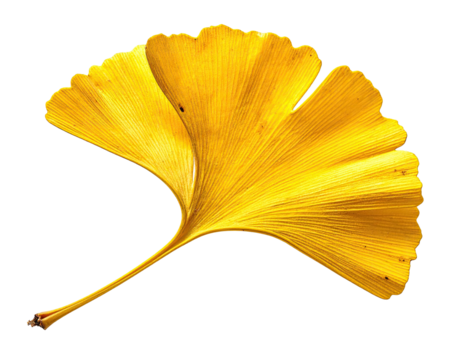 Isolated, vibrant yellow ginkgo biloba leaf, showcasing delicate veins against a solid black backdrop - Powered by Adobe