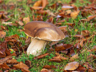 Cep or Penny Bun Mushroom Fungi