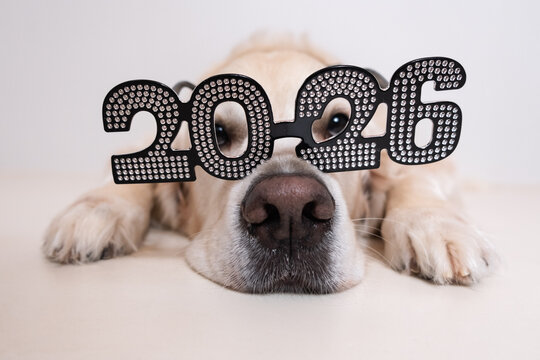 A dog wearing glasses for the new year 2026. A golden retriever at Christmas, lying on a white background with shiny glasses. A postcard with text for the new year with a pet. - Powered by Adobe