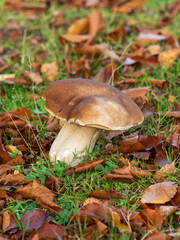 Cep or Penny Bun Mushroom Fungi