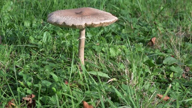 White Parasol Mushroom (Macrolepiota procera) growing alone on a lawn in a light breeze. Slow shot moving round from left to right. Mid November, Kent, UK.
