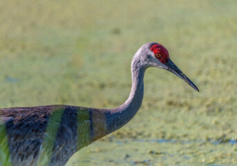 Sandhill Crane