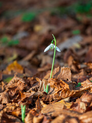 A Single Snowdrop in Autumn Leaf Litter in November