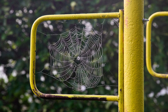spider web in the morning dew