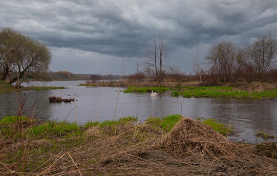 lake in the forest with a swon