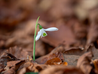 A Single Snowdrop in Autumn Leaf Litter in November