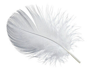 Close-up of a single, fluffy white feather, with a dark background