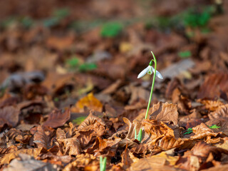 A Single Snowdrop in Autumn Leaf Litter in November
