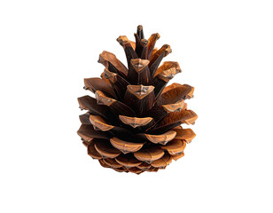 A close-up shot of a pine cone against a stark black background, showcasing its intricate details