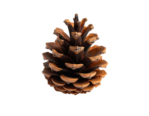 A close-up shot of a pine cone against a stark black background, showcasing its intricate details