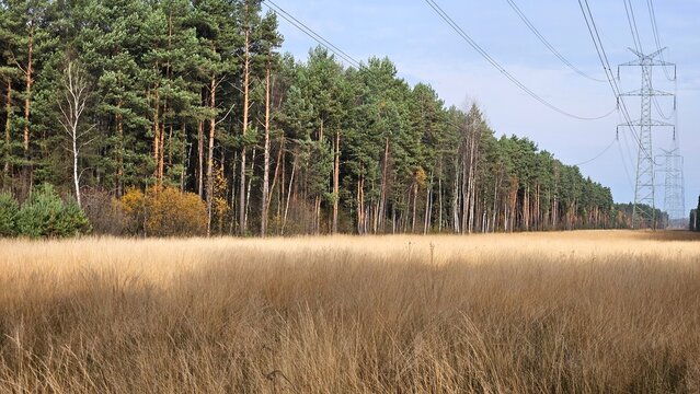 High voltage power lines cross a pine forest and golden autumn meadow under blue sky. Rural landscape, ecological contrast and modern energy infrastructure in nature