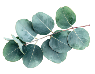 Close-up of eucalyptus branch with round leaves, isolated on a stark black background