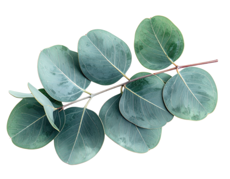 Close-up of eucalyptus branch with round leaves, isolated on a stark black background